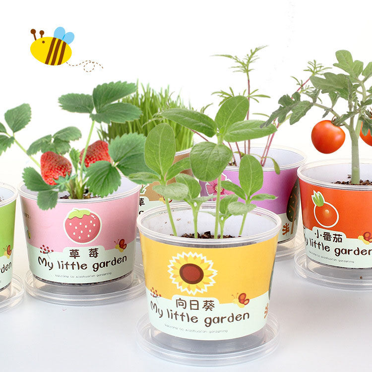 负离子绿植小盆栽 迷你种植桌面小氧吧 入职小礼品